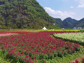 我在龙宫当花匠——返乡青年的“花田喜事”