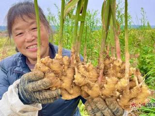 安福洋门小黄姜远销中东等地区