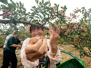 玩出新花样！汝州桑树坪村“花椒采摘节”：指尖竞速，颗颗较真！
