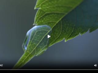 我家就在绿水青山间丨两棵树的守望