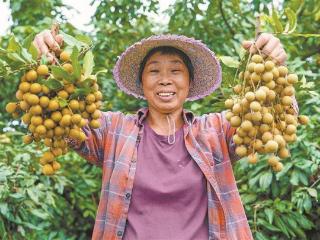 早熟龙眼抢“鲜”机 “甜蜜负担”待分担