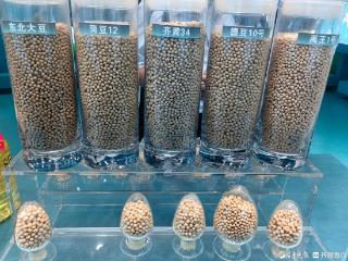 产业链上的山东好品牌丨禹王：从一颗大豆到百种产品的价值裂变
