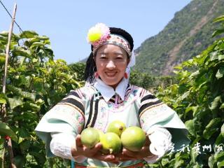 普安：北盘江畔“果”飘香 丰收喜悦弥漫园