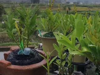 广东多地限制养水植？社区：非禁养但需勤换水防蚊