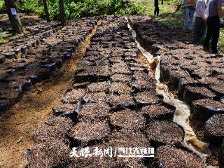 博士点“金”天麻：技术你先用 见效再付费