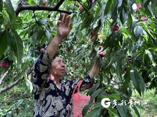 汇川区打鼓村桃李园的果子熟啦!
