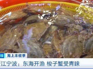 东海开渔梭子蟹受青睐 市场价格如何？