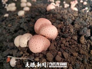 野生菌变“振兴菌”