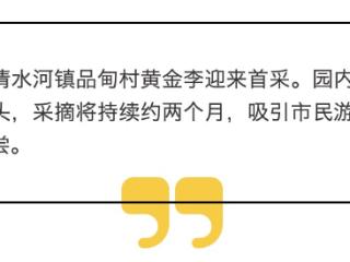 黔西南兴义：黄金李开摘，游客享甜蜜“李”程