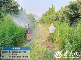 蓬莱区林业局组织开展林下可燃物清理 筑牢森林防火安全墙
