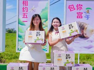 海口市龙华区龙泉镇五丰香芋文化推广活动火热启幕