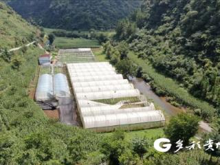 普安陆朝彬夫妇：自强不息发展特色农业有奔头