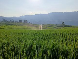 毕节市组织植保无人机对水稻病虫害“飞防”作业8000余亩