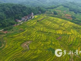 赤水宝源乡：多管齐“夏” 助力丰收