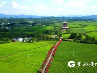 湄潭万亩茶海添新景：紫薇花开，绘就夏日浪漫画卷