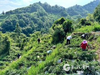 习水程寨：漫山红椒 日子“火样红”