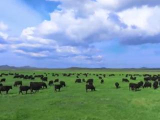 “伊知牛”：传承伊利品质 引领牛肉新风尚