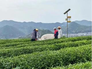 上饶花厅镇：茶香飘出致富路 绿水青山绘新篇