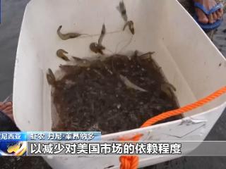 美关税大棒下印尼虾业受重创：出口总量恐暴跌30%