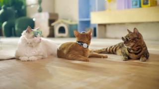 宠咕咕养宠AI管家：让数据有温度，让陪伴无间隙