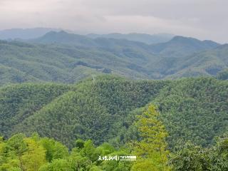 绿色金融赋能竹产业链！赤水 “吃”竹人收益可观