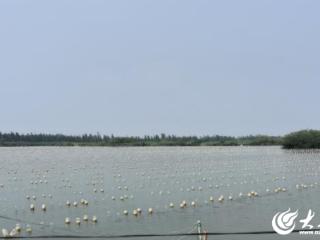 鱼台县清河镇鹿洼村珍珠养殖铺就振兴路