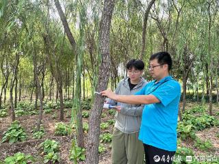 蹲点报告｜园林工程师：坚守柳林深处，为泉城编织“无絮梦”