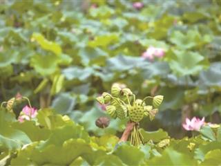 湘湖湖山广场码头 100支新鲜莲蓬免费送