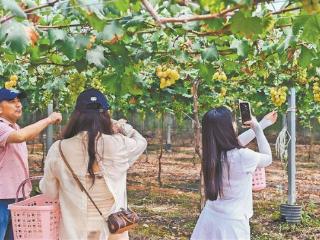 厦门百果飘香 这份采摘指南请收好