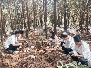 亩产量1004.72公斤！毕节织金红托竹荪实地测产获佳绩