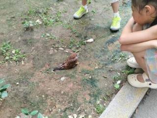 小区发现红隼 多方联动救助