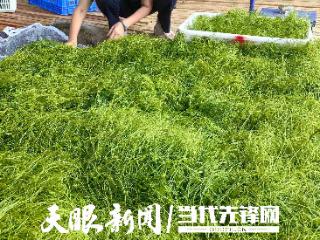 平坝乐平镇：160余亩佛手瓜尖丰收 助力群众就近就业
