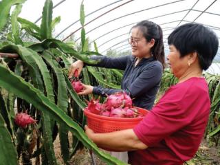 江苏南京桠溪街道：乡村振兴唱新曲 农旅融合果飘香