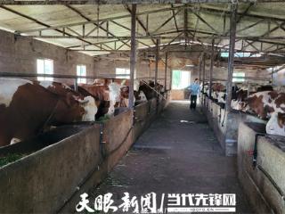 花秋肉牛“牛”在哪？小规模大群体，五千农户过上“牛”日子