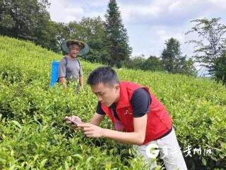 人保财险余庆支公司：“人保红”护航“茶绿”飘香