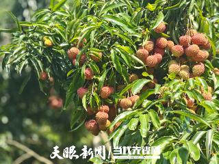 赤水市元厚镇：夏日甜蜜果“荔荔在目”