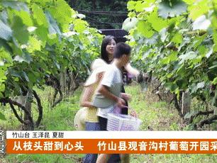 十堰各地果香四溢 “甜”满盛夏