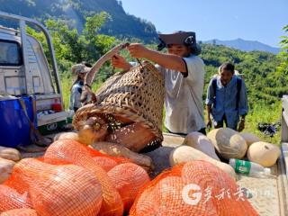 赤水石堡乡新农人带乡亲种出“金南瓜”