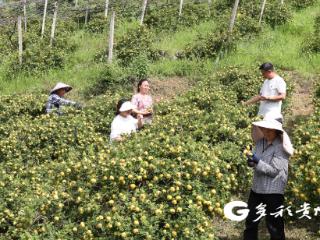 “金果”挂满枝，独山县友芝村里藏不住的丰收甜