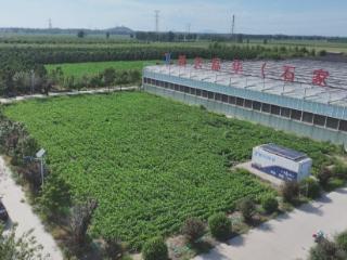 石家庄市鹿泉区：新兴际华国际农业产业园 创新品种助力农业增收