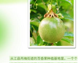 盛夏贵州，山野的风是水果味的