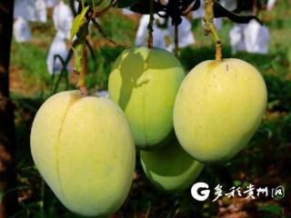 罗甸凤亭乡：芒果变身 “黄金果” 铺就乡村产业路