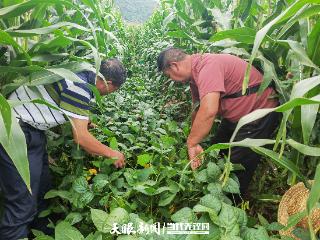 科技赋能山地农业：黔豆12号的发展密码