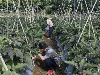 普定县农业农村局：开展蔬菜抽样检测 守护群众“舌尖安全”