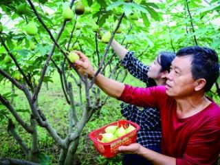 小小无花果 致富“黄金果”