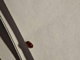 艾草锤暗藏烟草甲虫 专家提醒：立即隔离污染源并进行彻底清洁