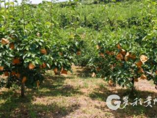 凤冈县蜂岩镇：金秋梨园喜丰收 产销融合促增收