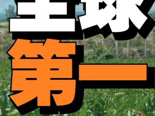 中国西瓜产量全球第一，这些“明星”品种你尝过几种？