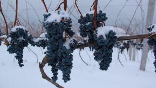 民营经济发展一线观察·吉民优品｜鸭江谷北冰红冰酒：解码一瓶中国冰酒的品质之路