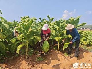 潍坊临朐：“金叶”铺就致富路